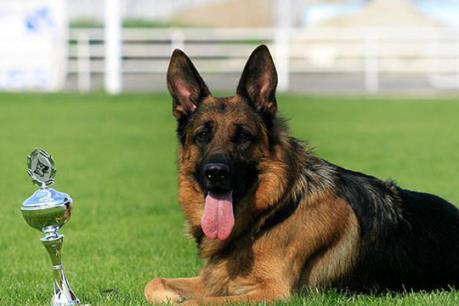 Chó có khả năng phát hiện bệnh ung thư vú