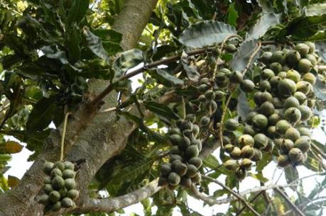 Các tỉnh Tây Nguyên thận trọng mở rộng diện tích cây mắc ca