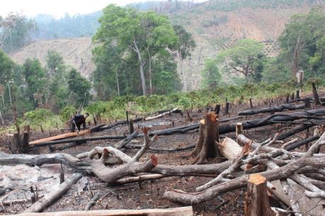 Hàng chục hecta rừng tại Đắk Nông bị tàn phá