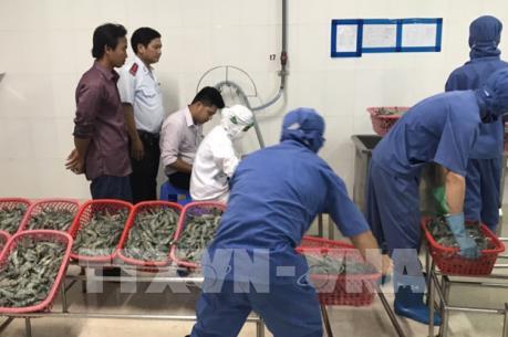 Tạm giữ hơn 400 kg tôm bơm tạp chất trên đường đi tiêu thụ