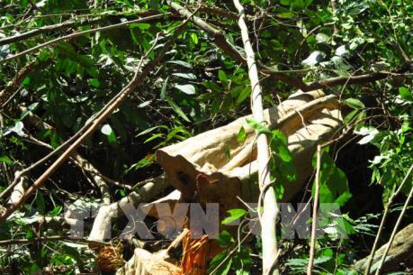 Lợi dụng khai thác rừng trồng để chặt cây rừng tự nhiên