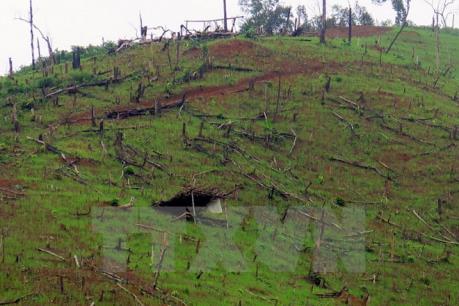 Giải quyết tình trạng phá rừng và di cư tự do ở Mường Nhé