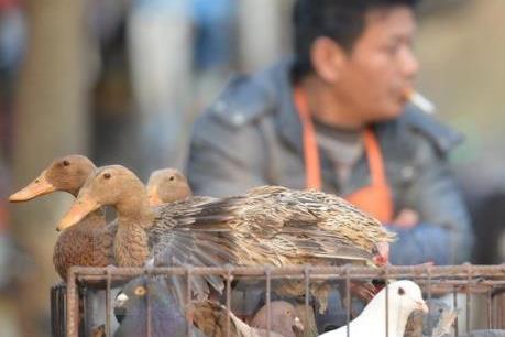 WTO phán quyết có lợi cho Trung Quốc trong vụ kiện thuế nhập khẩu sản phẩm gia cầm với EU