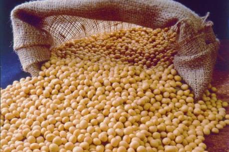 Oil World dự báo sản lượng đậu tương Brazil sẽ đạt kỷ lục trong năm 2017