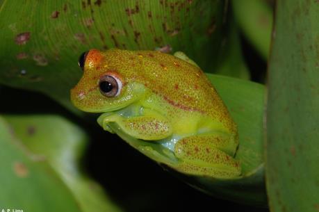 Phát hiện loài ếch phát sáng đầu tiên trên thế giới