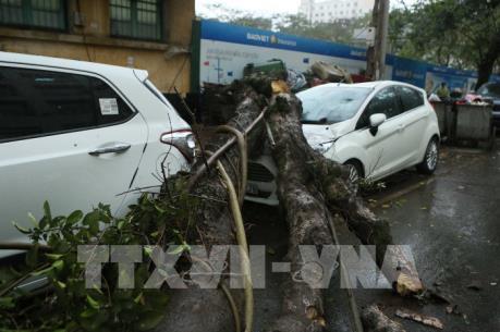 Giông lốc "quật ngã" cây xanh ở Hà Nội 