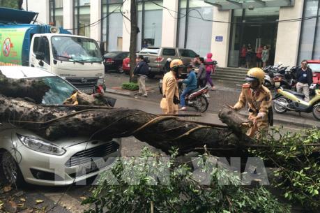 Cảnh báo cây xanh đổ, gẫy trong dông lốc tại Hà Nội