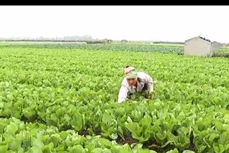 An Giang gieo trồng cây rau, màu có hiệu quả kinh tế cao