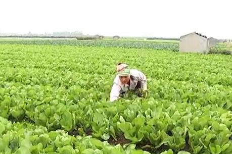 Hướng đi mới cho vùng trồng rau an toàn Vân Hội