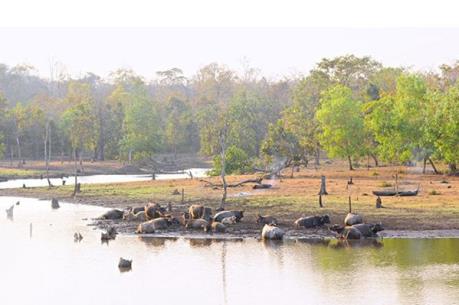 Làm rõ nguyên nhân khiến một kiểm lâm tại Đắk Lắk tử vong