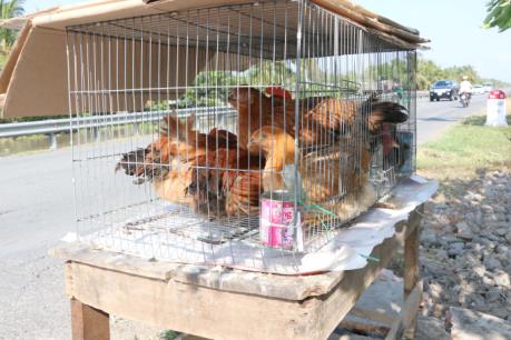 Trà Vinh tiêu hủy gần 1.000 gia cầm nhiễm cúm A/H5N1