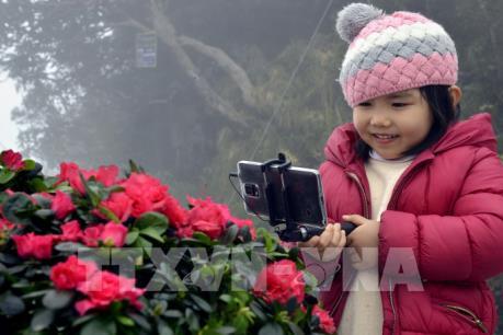 Độc đáo "Lễ hội hoa đỗ quyên" trên đỉnh Fansipan