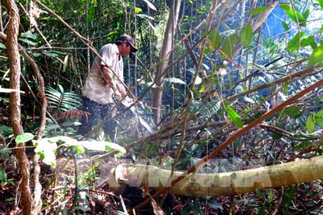 Phó Thủ tướng yêu cầu Phú Yên kiểm tra, làm rõ  "việc phá rừng để nuôi bò"