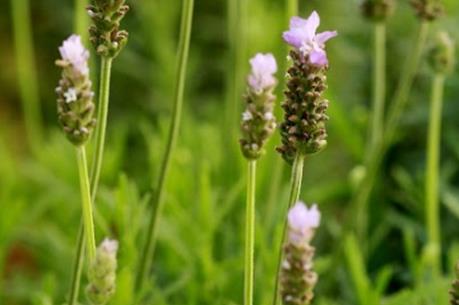 Lạc trôi giữa cánh đồng hoa lavender lần đầu tiên xuất hiện tại Hà Nội
