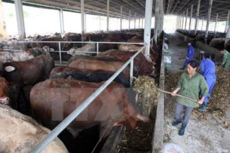 Phú Yên tạm dừng thực hiện dự án  “Chăn nuôi bò thịt chất lượng cao”