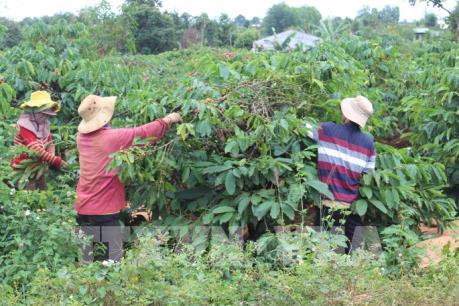 Sản xuất cà phê thích ứng với biến đổi khí hậu