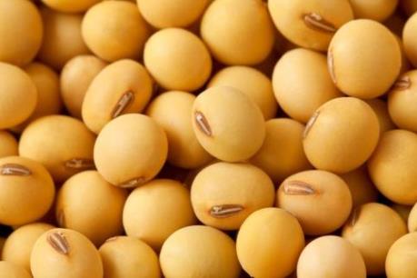 Giá đậu tương giảm xuống mức thấp nhất trong 5 tháng qua