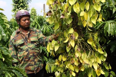 Bà Rịa-Vũng Tàu: Nhiều diện tích hồ tiêu mắc bệnh chết nhanh, chết chậm