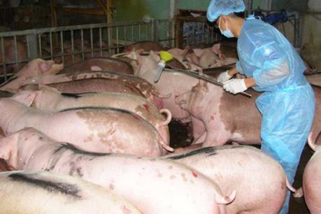 Tp.Hồ Chí Minh hỗ trợ 50% chi phí đeo vòng nhận diện cho các cơ sở chăn nuôi