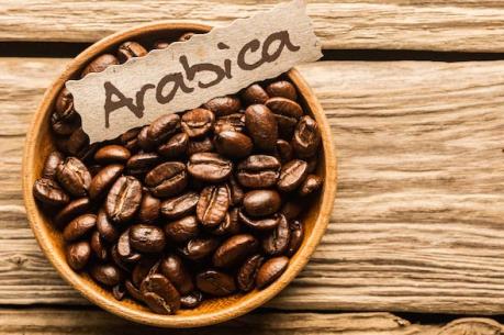 Cây cà phê Arabica bị ảnh hưởng bởi nắng nóng kéo dài