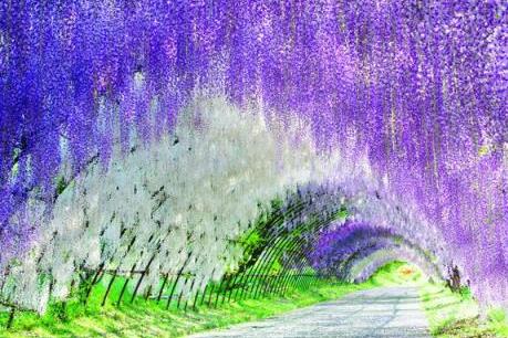 Khám phá cung đường hoa tình yêu Nhật Bản