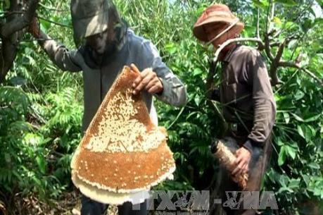Di dời các thùng ong nuôi ra khỏi vùng rừng U Minh hạ