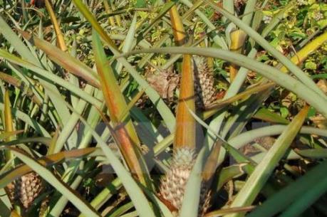 Không phát hiện có dư lượng thuốc trừ cỏ trong mẫu dứa ở Bản Lầu, Lào Cai