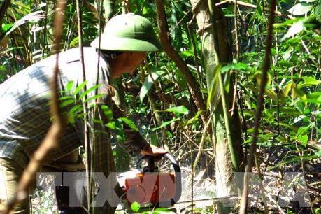 Thanh tra việc thực hiện chuyển đổi mục đích sử dụng rừng tại Phú Yên