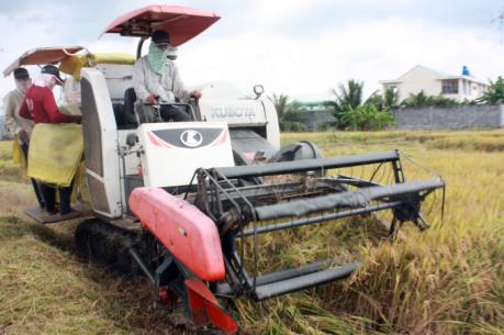 Giá lúa cuối vụ Đông Xuân giảm