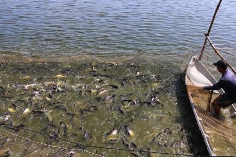 Diện tích và sản lượng cá tra Đồng bằng sông Cửu Long tăng