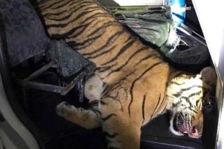 Dùng xe cứu thương chở hổ đông lạnh