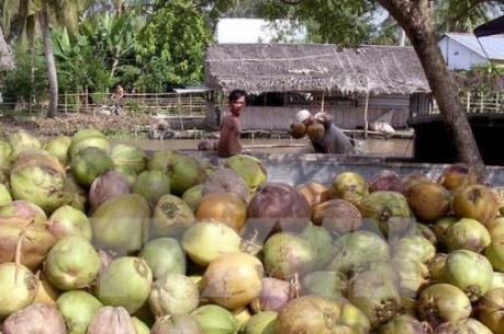 Giá dừa khô tại Tiền Giang tăng mạnh