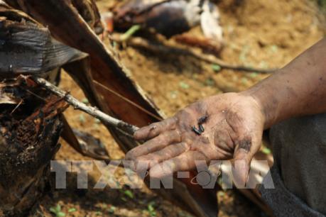 Người trồng chuối ở Lai Châu lao đao vì sâu bệnh