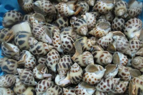 Nuôi ốc hương thu lãi tiền tỷ