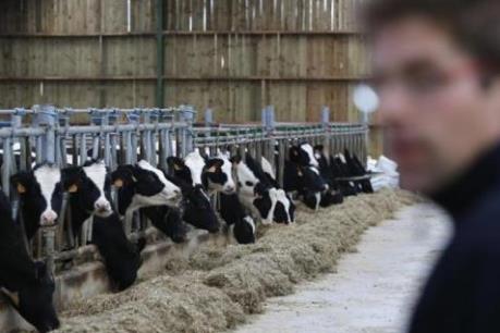 Chương trình giảm sản lượng sữa của EU gặt hái thành công