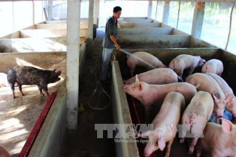 Giảm bệnh tật và cải thiện an toàn thực phẩm trong chăn nuôi lợn