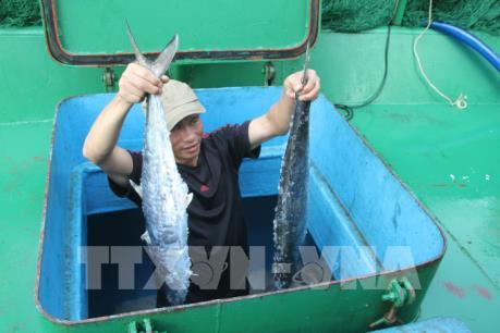Ngư dân Hà Tĩnh trúng lớn mẻ cá Thu Trồi