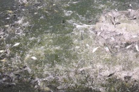 Giá cá lóc sụt giảm khiến nông dân Trà Vinh lỗ nặng