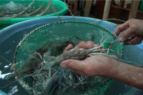 Xây dựng thương hiệu tôm: Khó khăn nguồn tôm bố mẹ