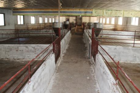  Đồng Tháp: Nhiều hộ nuôi lợn "treo chuồng" vì giá giảm