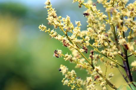 Về Hưng Yên mùa hoa nhãn nở vàng