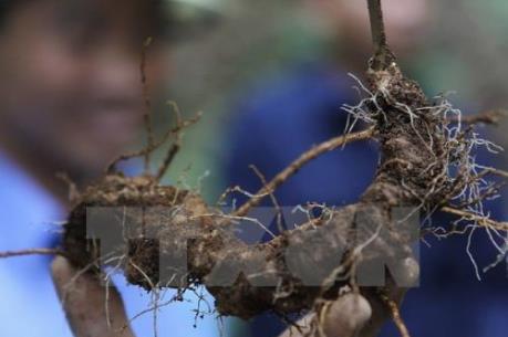 Sâm Ngọc Linh cải thiện đời sống người dân vùng cao