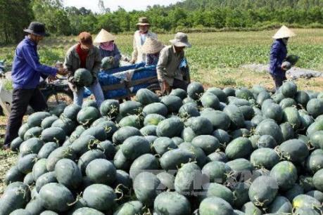 Dưa hấu tại Bà Rịa - Vũng Tàu rớt giá, người trồng lỗ nặng