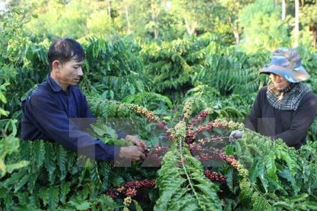 Phát triển Tây Nguyên thành vùng sản xuất nông sản hàng hóa lớn
