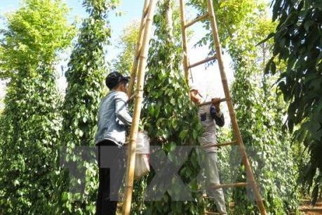 Doanh nghiệp liên kết nhà nông tiêu thụ 3.000 tấn hạt tiêu