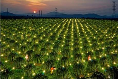 Hỗ trợ thay 2 triệu bóng đèn tiết kiệm điện cho người trồng thanh long