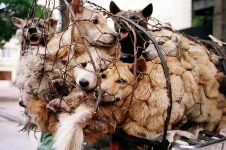 Đài Loan (Trung Quốc) ban hành lệnh cấm ăn thịt chó và mèo