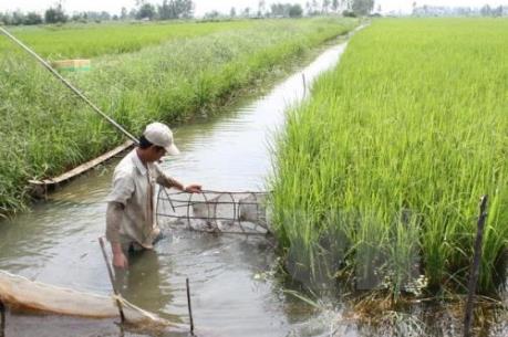 Giải pháp nào tránh xung đột "ngọt- mặn" trong mô hình lúa - tôm?