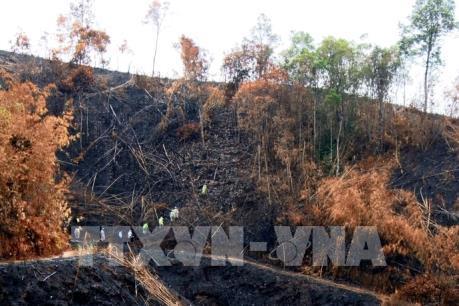 Khởi tố vụ án hủy hoại hàng chục hecta rừng tại xã Quảng Sơn, Đắk Nông