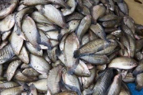 Nâng cao giá trị đặc sản cá bổi U Minh